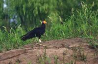 thumb_Greater Yellow-Headed Vulture